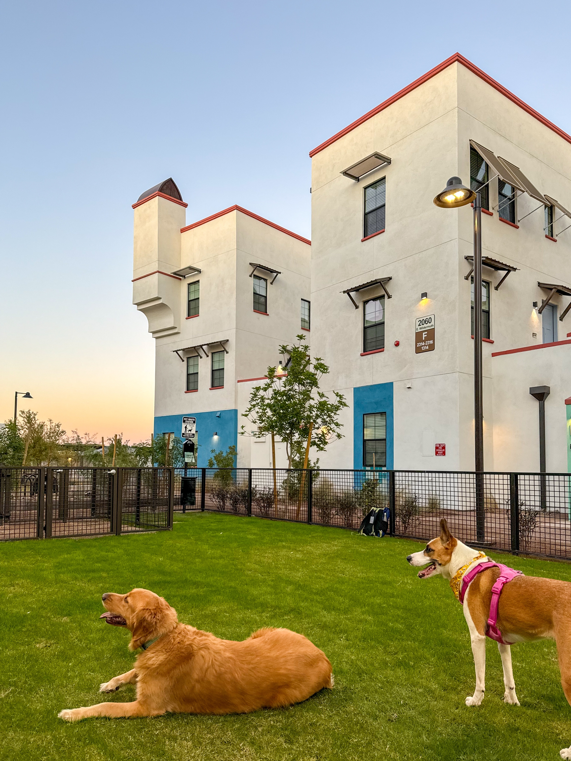 Photo of two dogs in grass-laden dog park