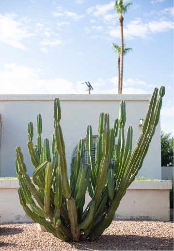 Cactus plant